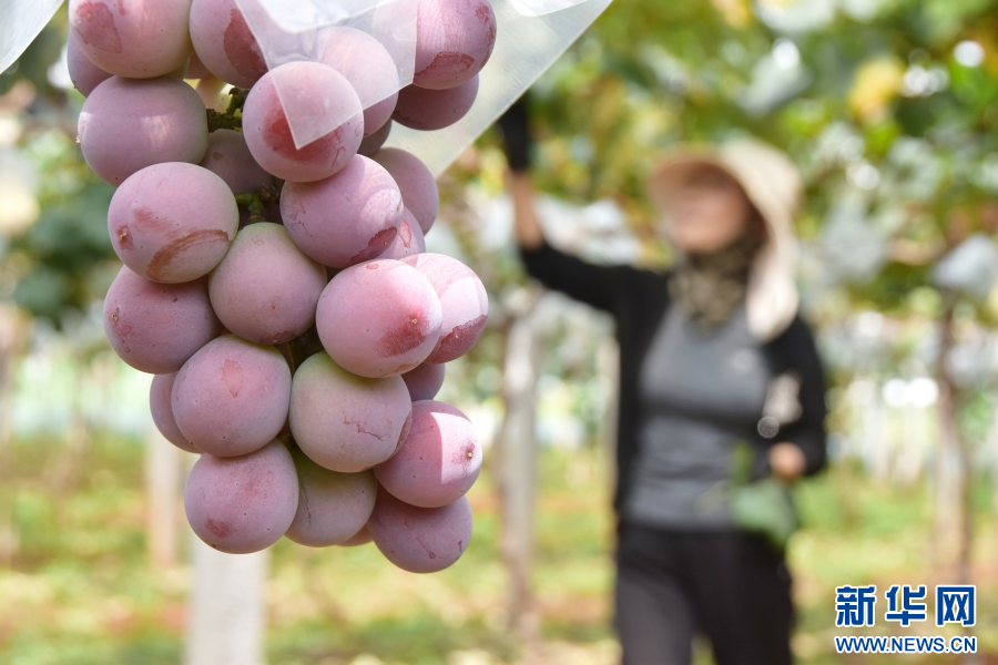 云南蒙自:认养“共享葡萄树”
