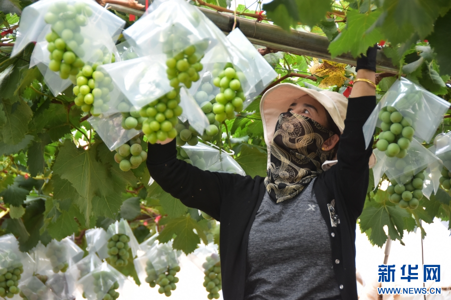 云南蒙自:认养“共享葡萄树”