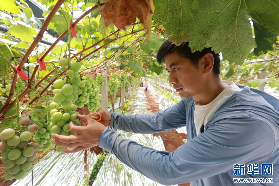 云南蒙自:认养“共享葡萄树”