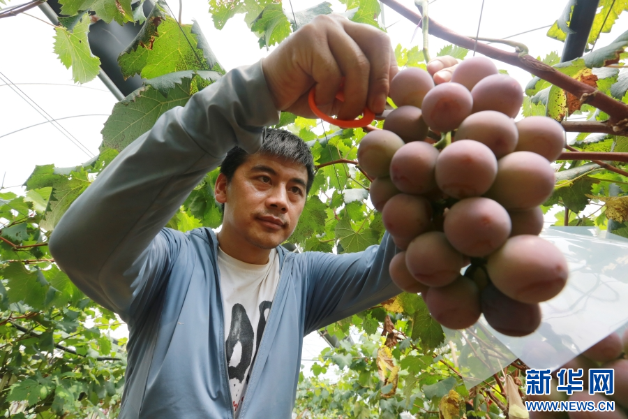 云南蒙自:认养“共享葡萄树”