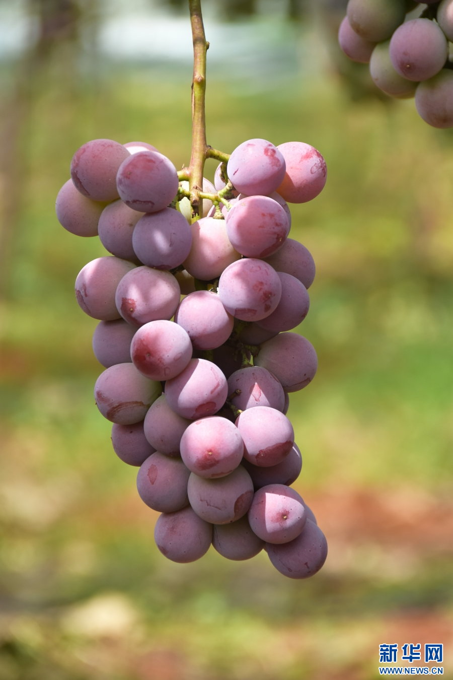 云南蒙自:认养“共享葡萄树”