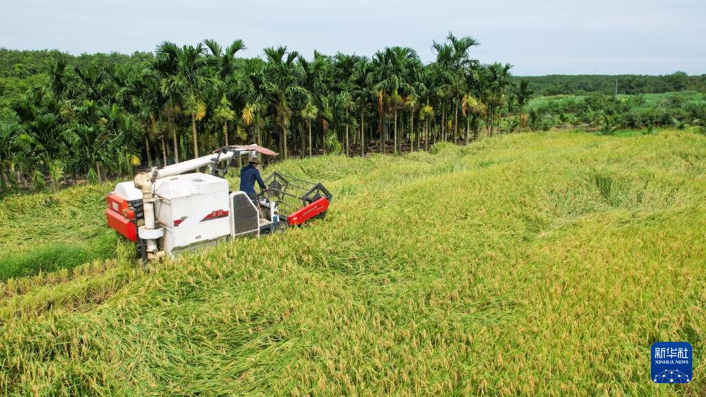 海南白沙：早稻迎丰收