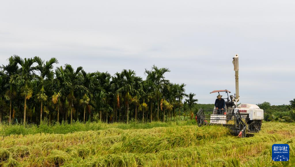 海南白沙：早稻迎丰收