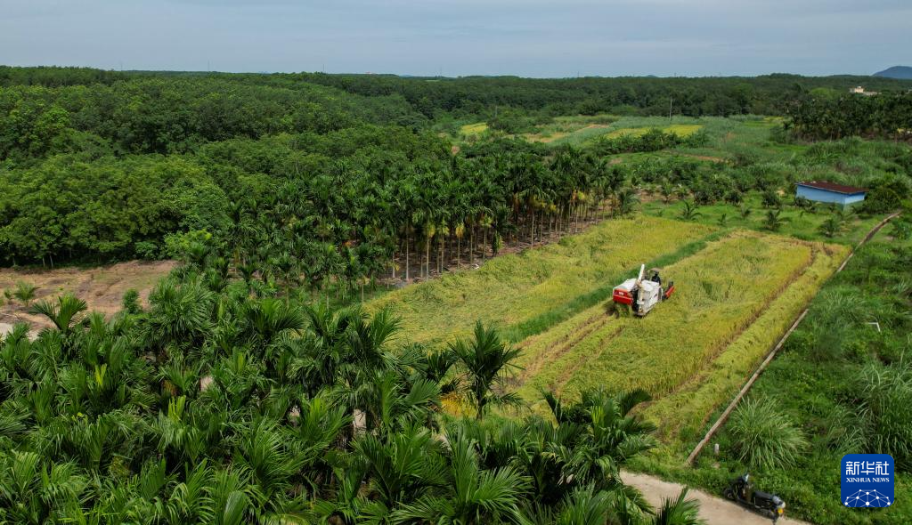 海南白沙：早稻迎丰收