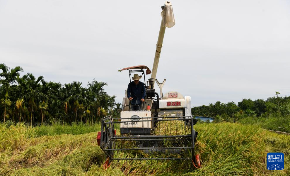 海南白沙：早稻迎丰收