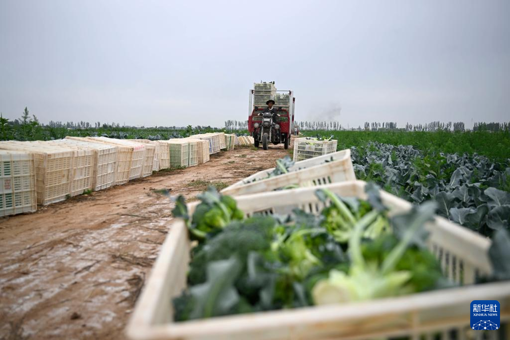 宁夏银川:供港蔬菜迎丰收
