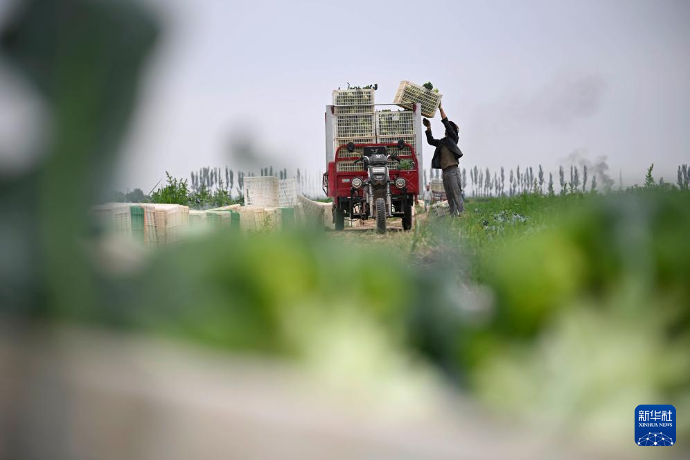 宁夏银川:供港蔬菜迎丰收