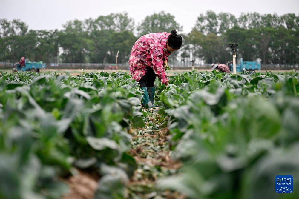 宁夏银川:供港蔬菜迎丰收