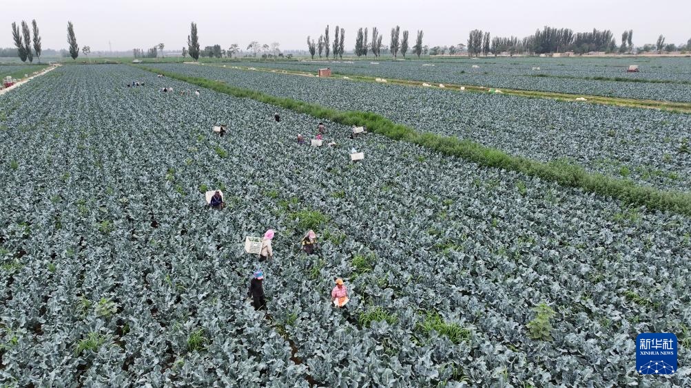 宁夏银川:供港蔬菜迎丰收