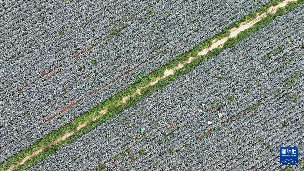 宁夏银川:供港蔬菜迎丰收