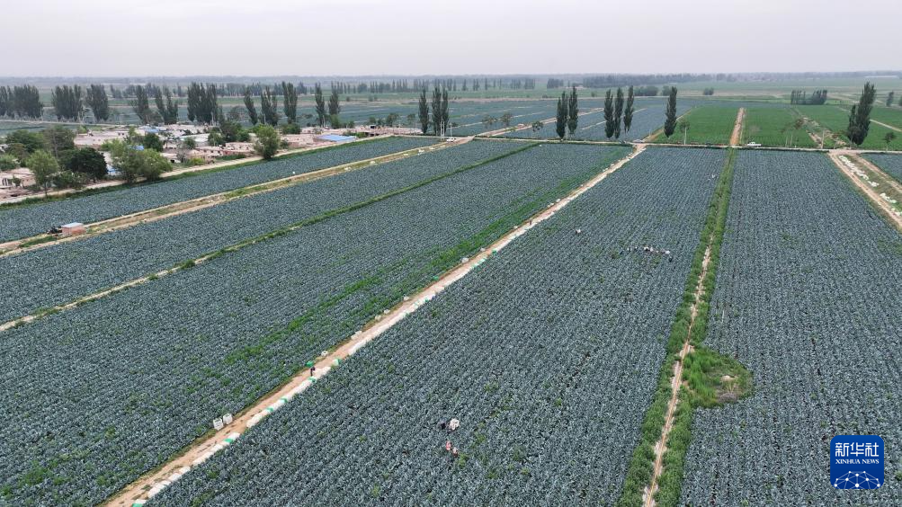 宁夏银川:供港蔬菜迎丰收