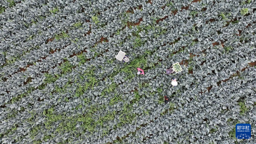 宁夏银川:供港蔬菜迎丰收