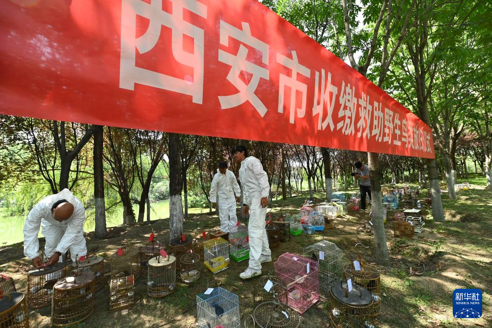 西安：放飞野生鸟类回归自然