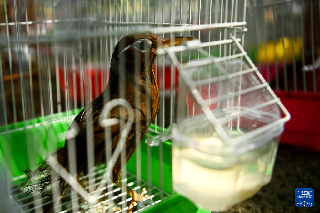 西安：放飞野生鸟类回归自然