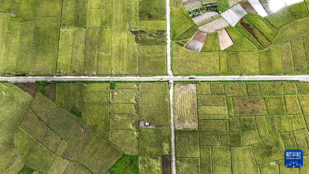 广西钦州:早稻收获忙