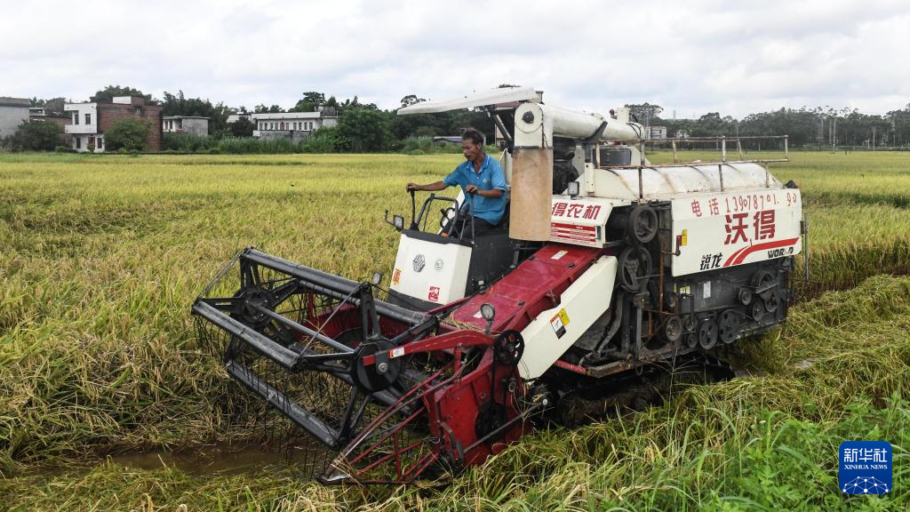 广西钦州:早稻收获忙