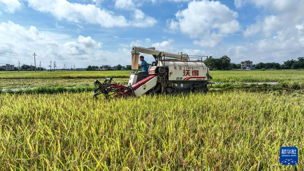 广西钦州:早稻收获忙