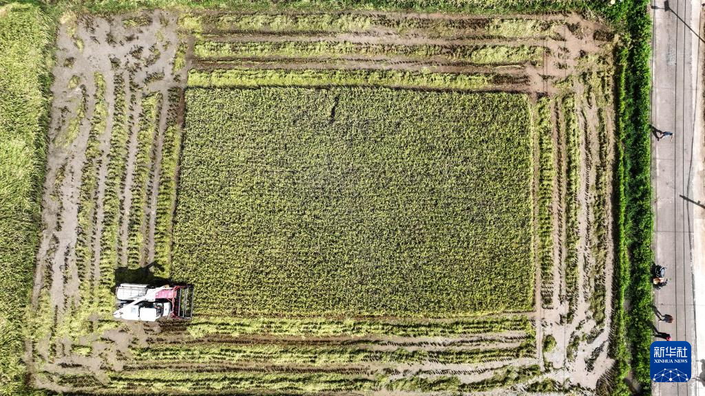 广西钦州:早稻收获忙