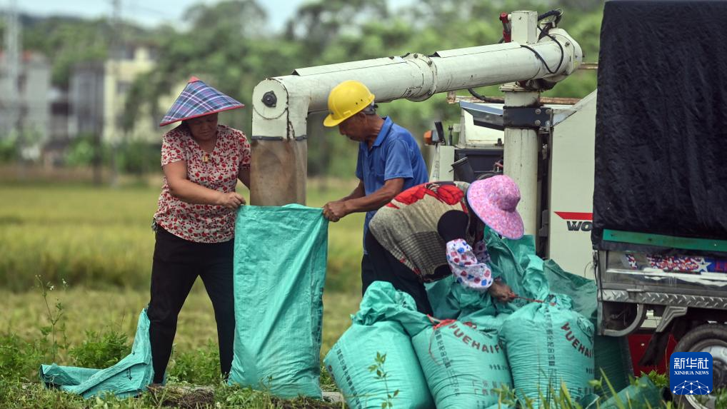 广西钦州:早稻收获忙