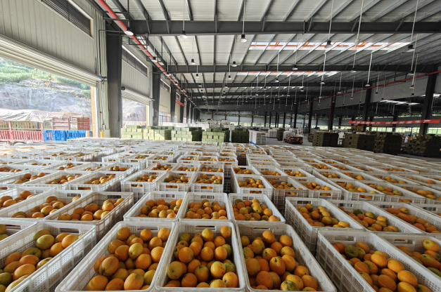 重庆忠县鲜果集散处理基地洗选1000吨夏橙专供“蜜雪冰城”