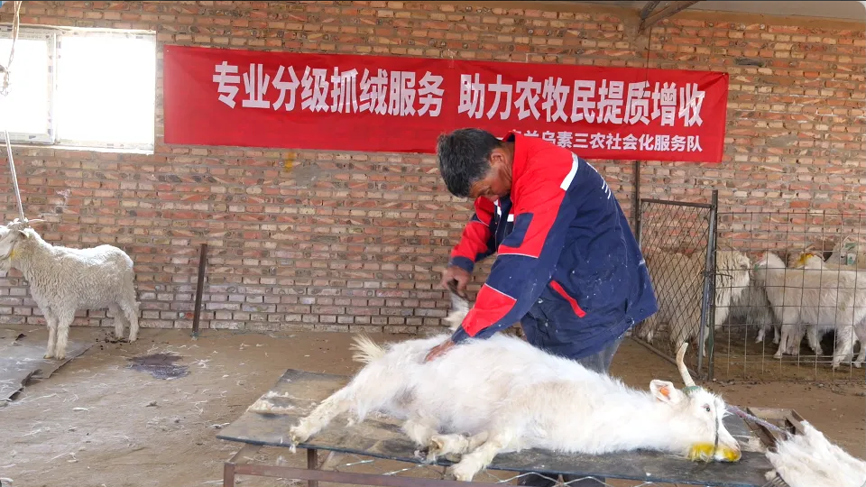 鄂托克旗:县域特色产业向新逐绿而行