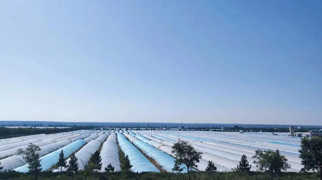 鄂托克旗:县域特色产业向新逐绿而行