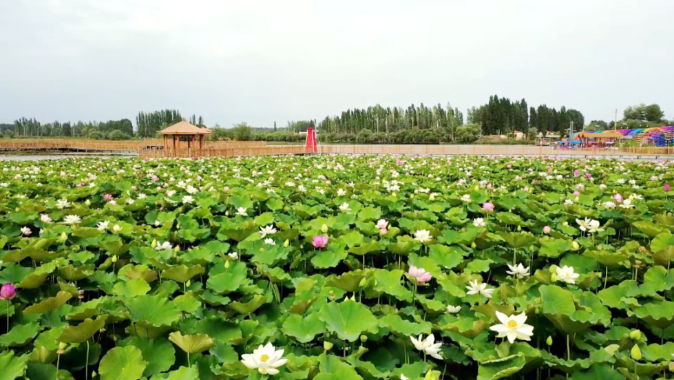 拜城：守护生态底色，铺就旅游富路