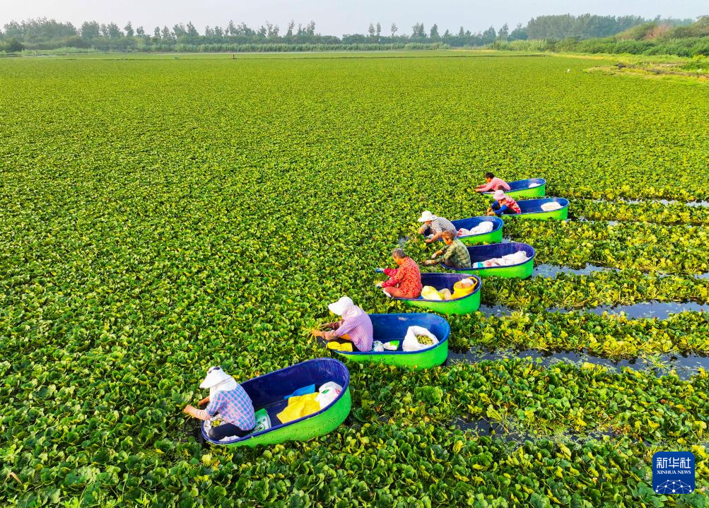 夏日采菱忙