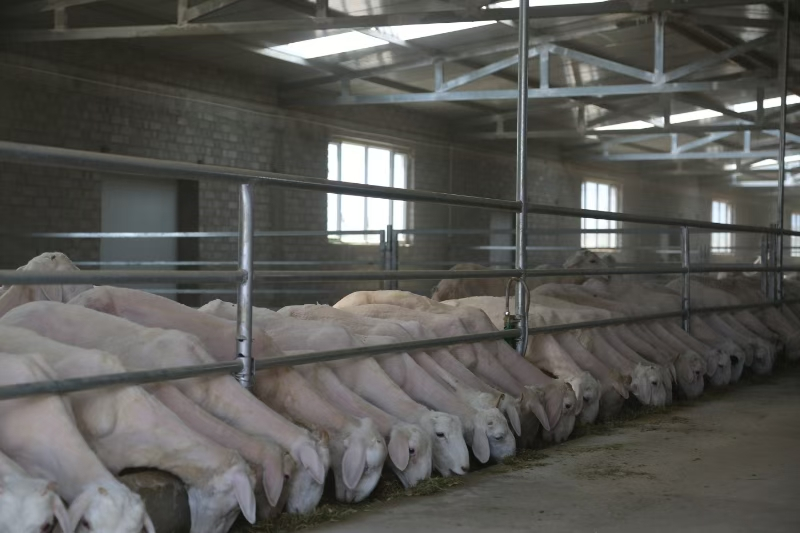 鄂托克旗：打好科学养殖“四张牌”走好乡村振兴“致富路”