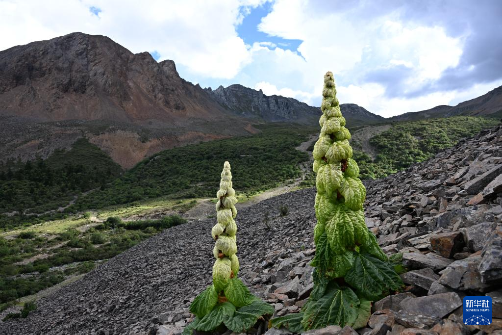 云南:探访云南丰富多样的高山花卉