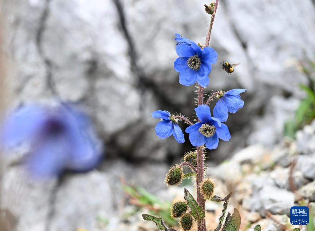 云南:探访云南丰富多样的高山花卉