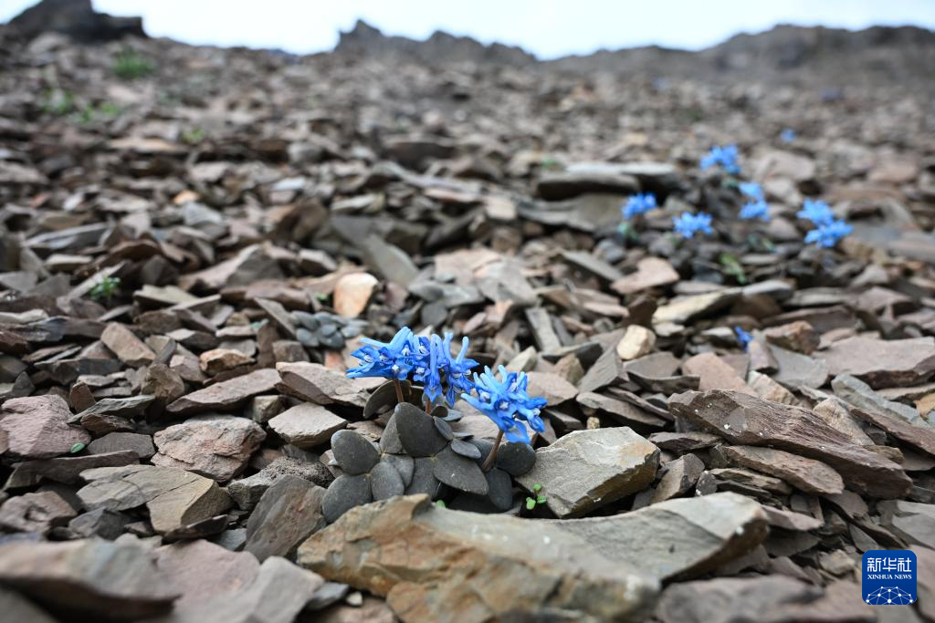 云南:探访云南丰富多样的高山花卉