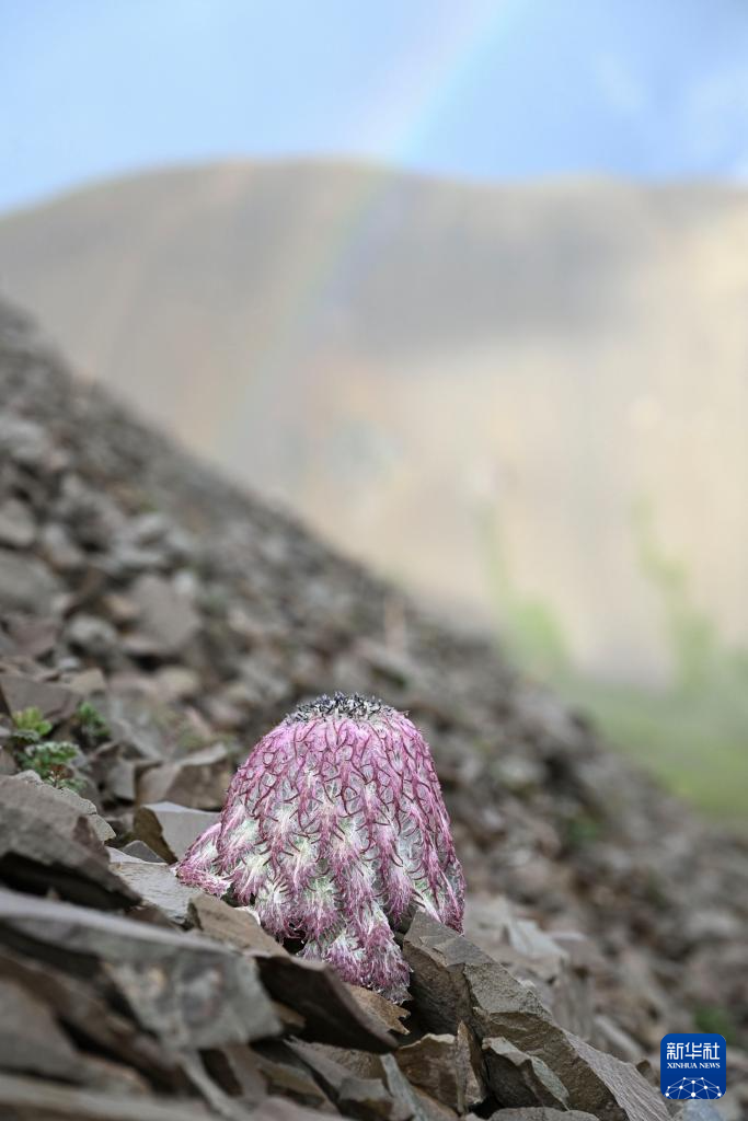 云南:探访云南丰富多样的高山花卉