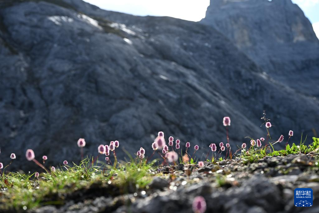 云南:探访云南丰富多样的高山花卉