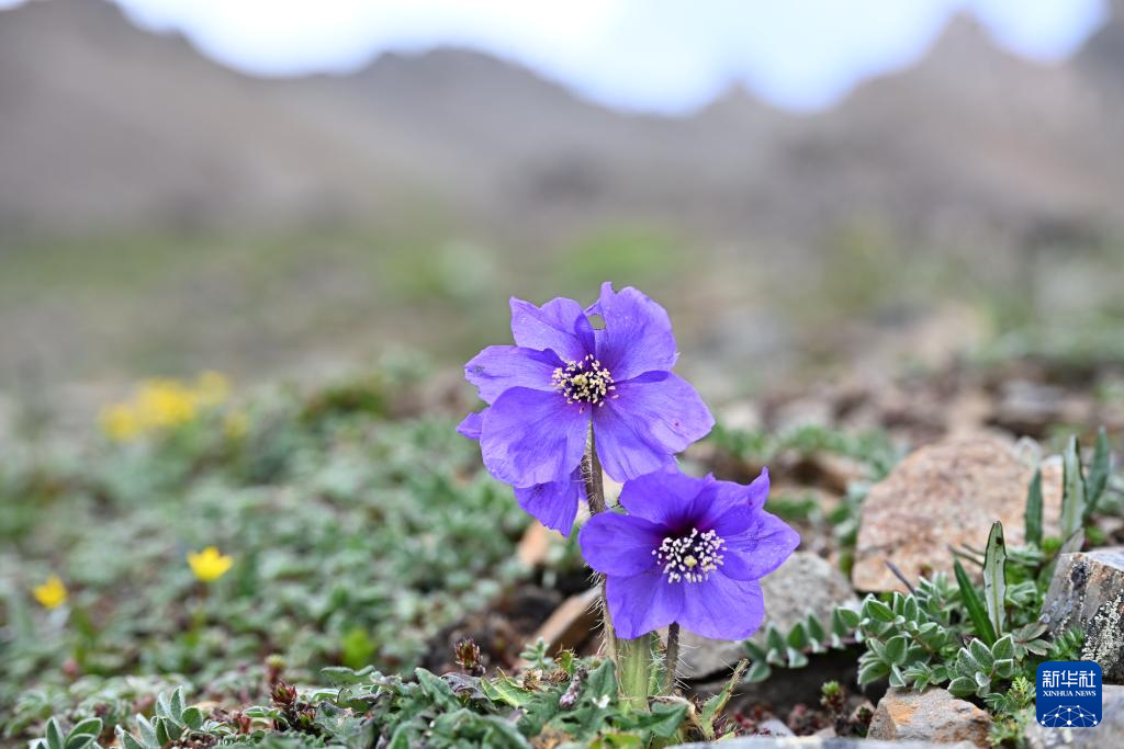 云南:探访云南丰富多样的高山花卉