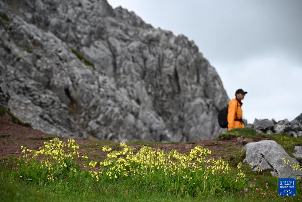 云南:探访云南丰富多样的高山花卉