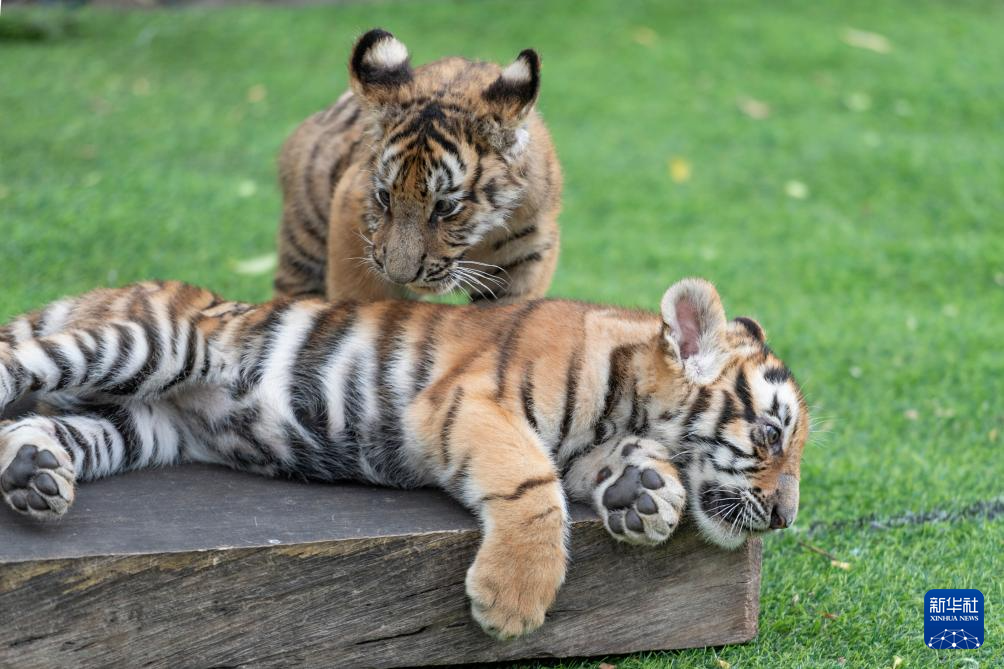 黑龙江举办全球老虎日系列活动