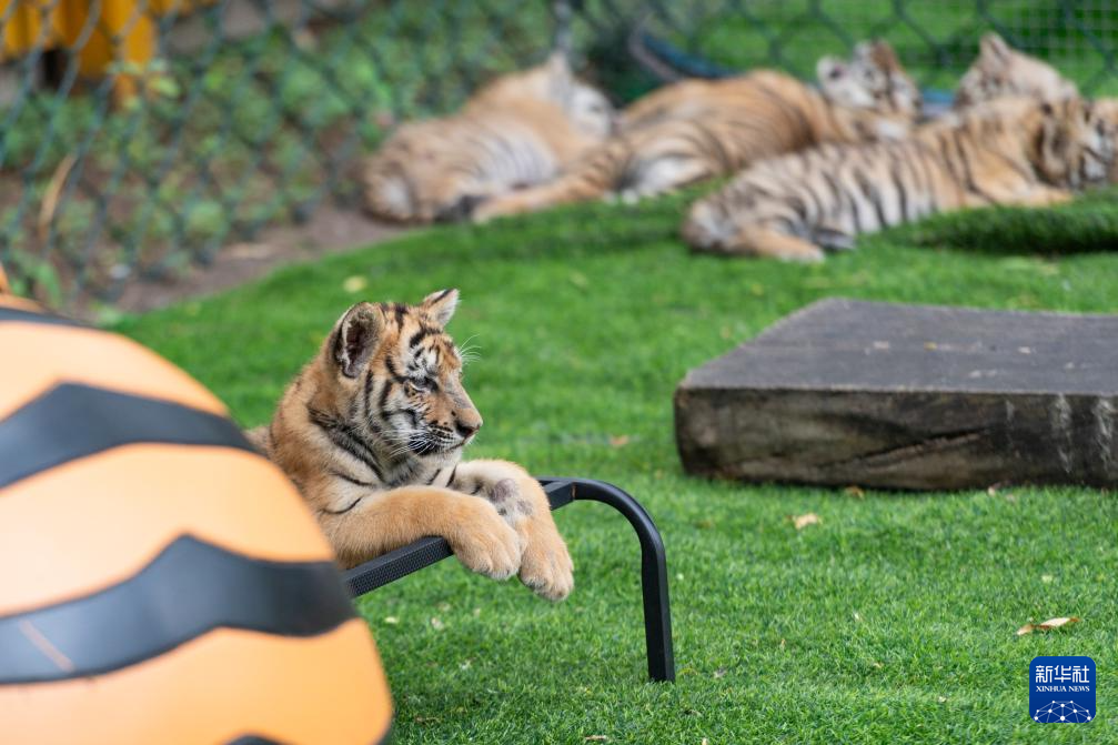 黑龙江举办全球老虎日系列活动
