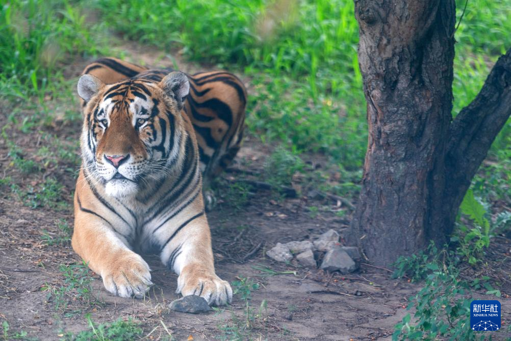 黑龙江举办全球老虎日系列活动