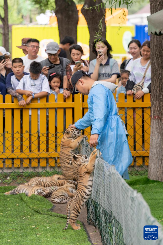 黑龙江举办全球老虎日系列活动