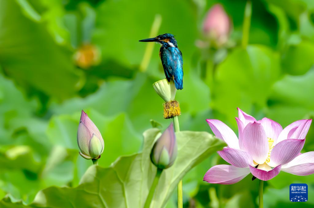 福州:湿地之城 生态画卷