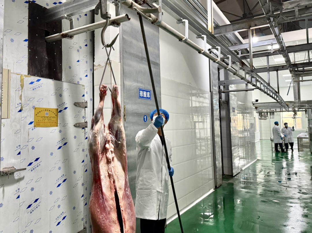 告别出栏焦虑 “肉银行”模式让牛羊全年有好销路