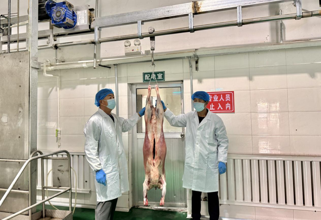 告别出栏焦虑 “肉银行”模式让牛羊全年有好销路