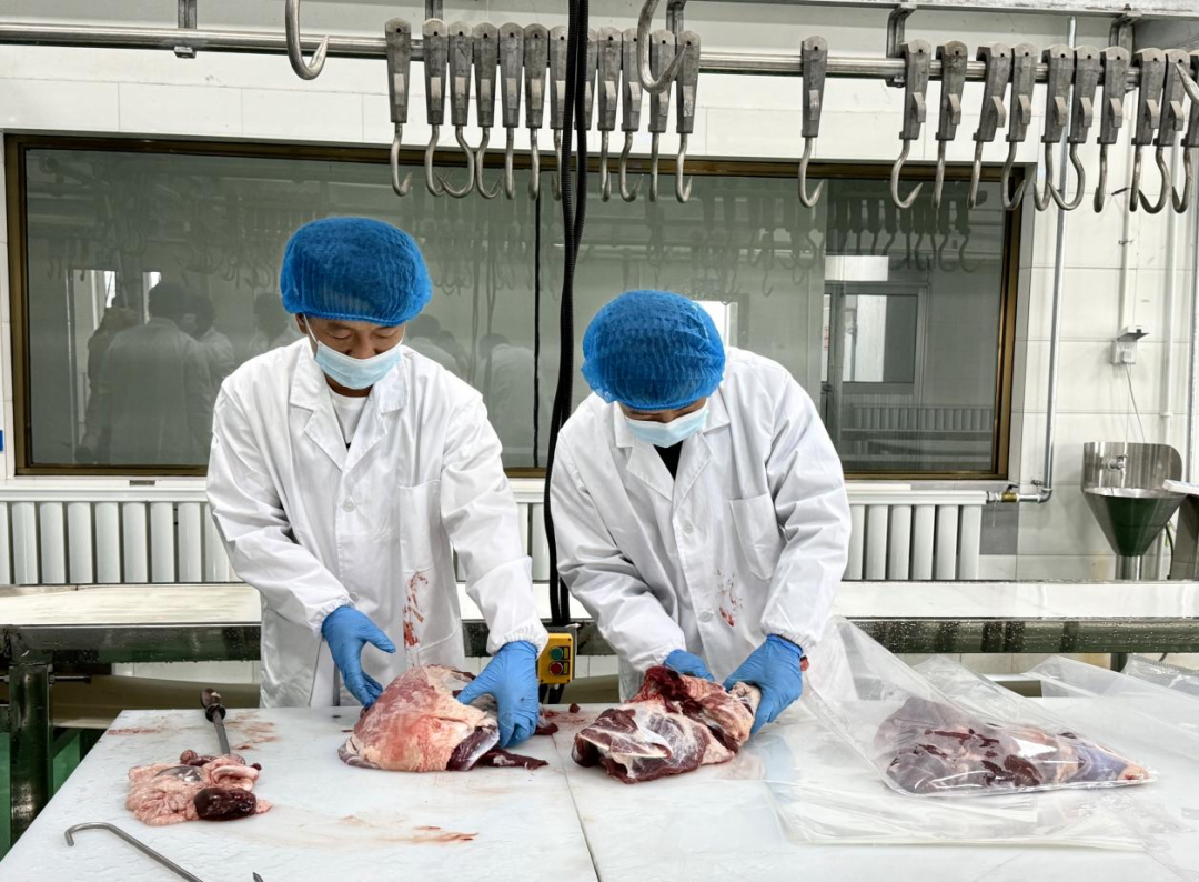 告别出栏焦虑 “肉银行”模式让牛羊全年有好销路