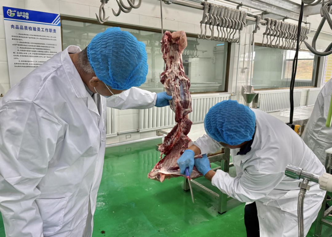 告别出栏焦虑 “肉银行”模式让牛羊全年有好销路