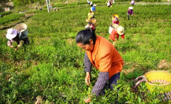 “镇”兴关键词⑥|重庆市南川区河图镇：集体经济化零为整 农旅融合点“绿”成金
