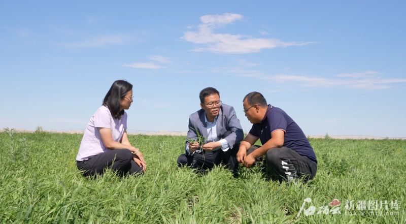 践行“两山”理念 建设美丽新疆丨四万亩荒漠长出“黄金草” mmexport1754813360664