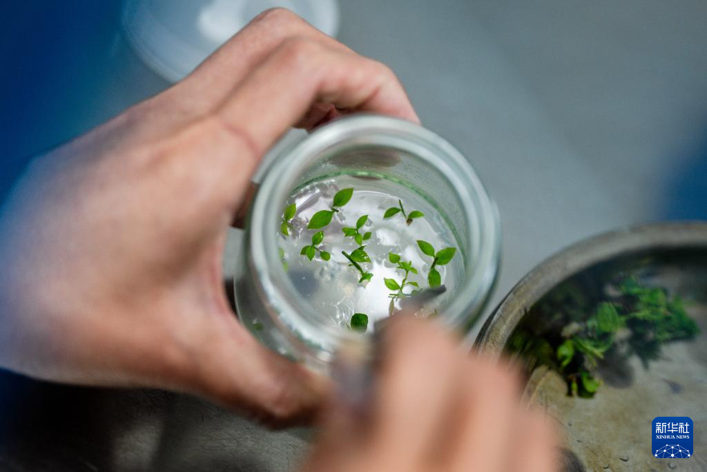 云南兰坪:蓝莓产业铺就乡村振兴“甜蜜路”