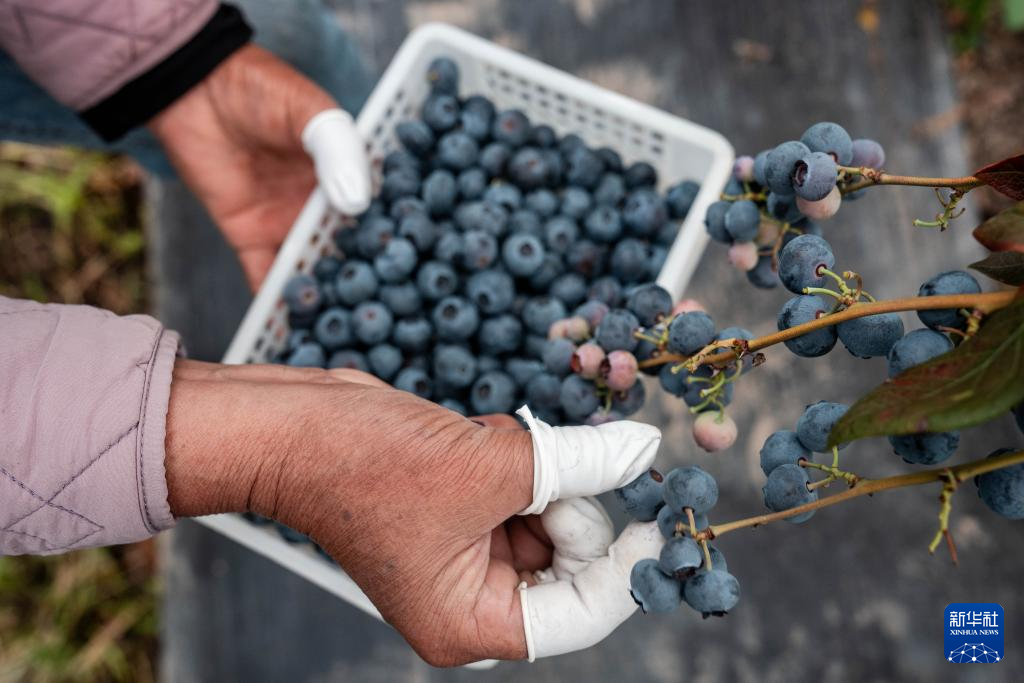 云南兰坪:蓝莓产业铺就乡村振兴“甜蜜路”