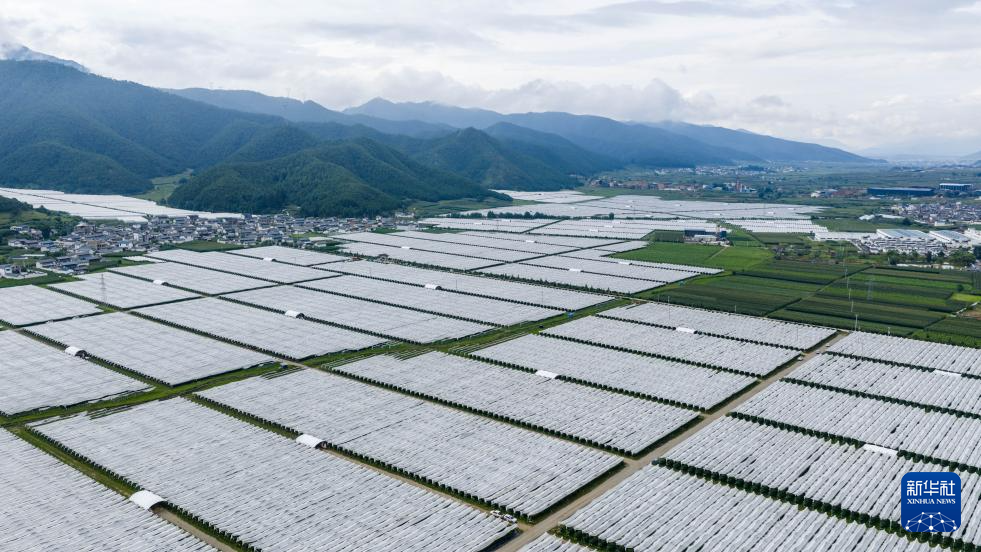 云南兰坪:蓝莓产业铺就乡村振兴“甜蜜路”